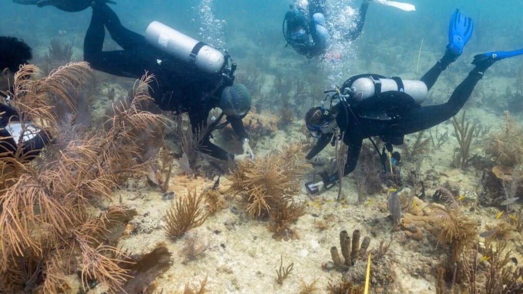 Scientists transplant crossbred corals to help save Miami's reefs from climate change
