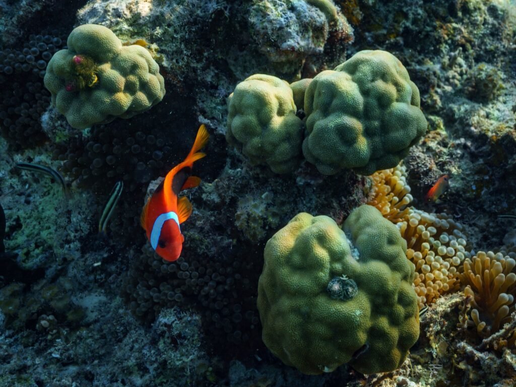 First treaty to protect marine life in high seas to take effect in January