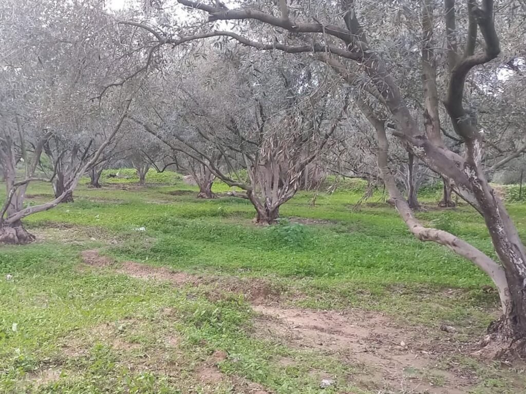 Gaza will be in the shadow of famine as long as we cannot plant our land Gaza will be in the shadow of famine as long as we cannot plant our land