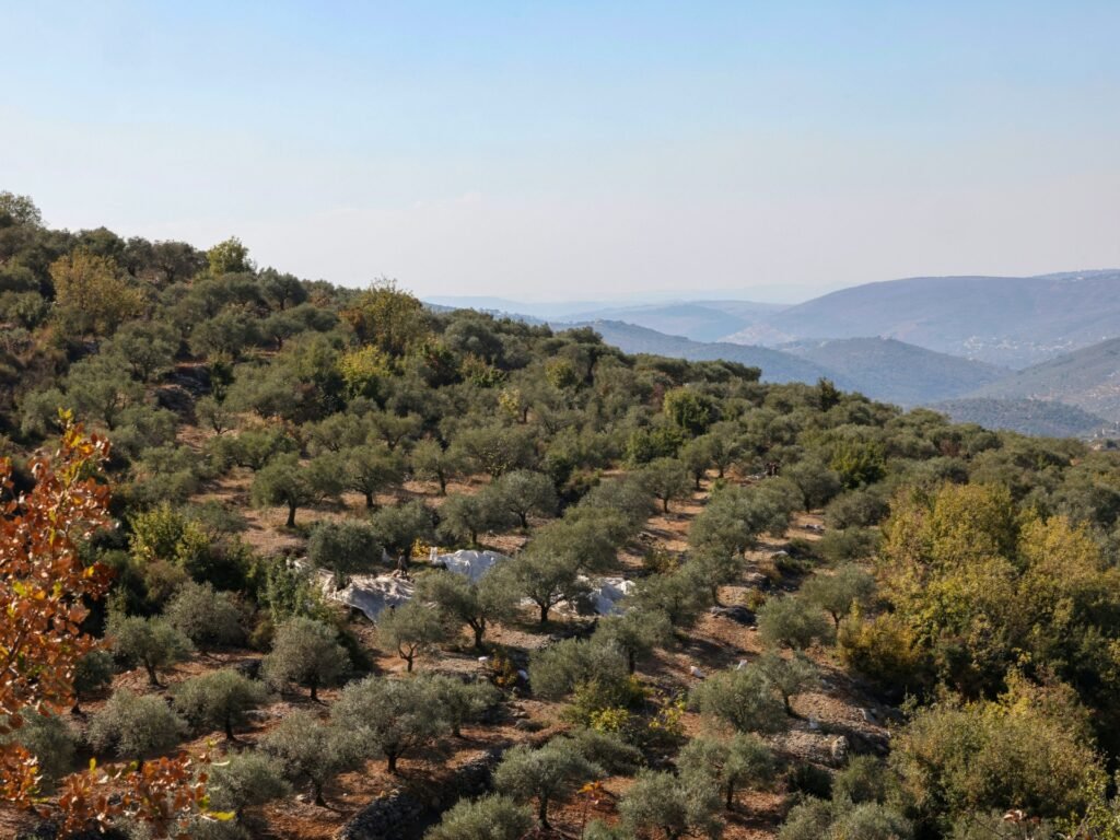 Olive farmers face danger, neglect after Israel’s war in southern Lebanon
