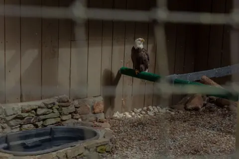 Getty Images A bald eagle in its enclosure