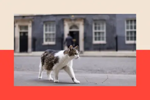 EPA/Shutterstock Larry the cat