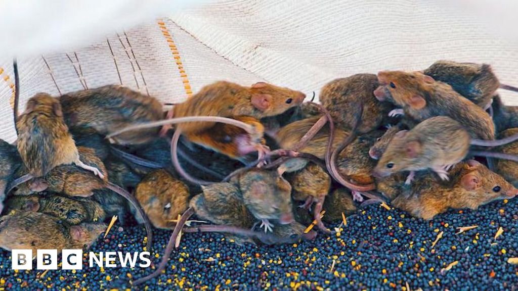 'It's like a decaying body': Australian farmers battle mouse plague Farmers report thousands of mice per hectare destroying crops and invading homes.1 hr agoAustralia 'It's like a decaying body': Australian farmers battle mouse plague Farmers report thousands of mice per hectare destroying crops and invading homes.1 hr agoAustralia