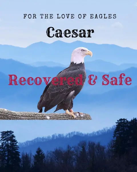 American Eagle Foundation / Instagram A drawing of Caesar the bald eagle on a branch overlooking the mountains, with the words: "For the love of eagles Caesar recovered & safe"