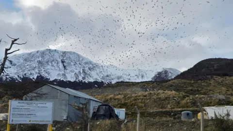 Matías Zibell / BBC News Mundo A landfill site with snow covered mountains in the background and a flock of birds flying overhead. In there foreground there is a sign with writing in Spanish and behind a fence there is a hut made of corrugated iron. 