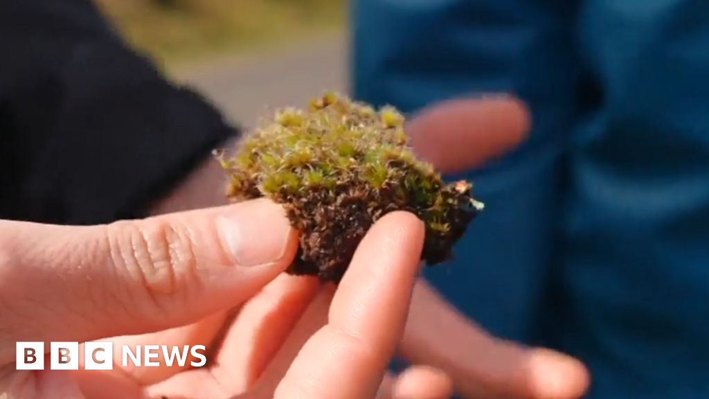 Killer fungus could be good news for habitats decimated by invasive mossA newly discovered species raises hope that some native British habitats could be restored.24 hrs agoScience & Environment Killer fungus could be good news for habitats decimated by invasive mossA newly discovered species raises hope that some native British habitats could be restored.24 hrs agoScience & Environment