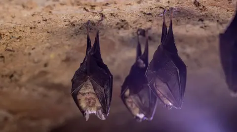 Getty Images The image shows several bats hanging upside down from the rough, textured ceiling of a cave. The bats are clustered closely together, with their wings folded tightly around their bodies as they rest. The rocky surface above them appears uneven and natural, with earthy tones of brown and tan. Soft, diffused lighting highlights the details of the bats’ wings and fur while leaving parts of the background in shadow. The overall scene conveys a quiet, sheltered environment typical of a cave habitat.
