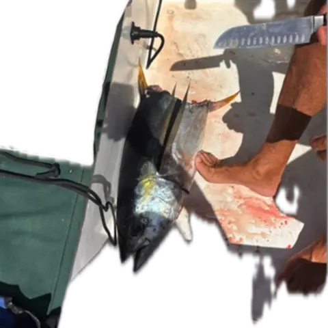 Rob Donald A tuna fish lies on a yacht, neatly bitten in half