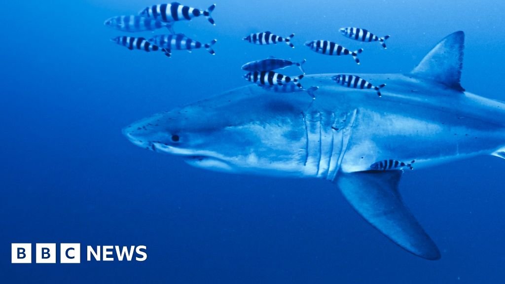 Rare footage captured of Great White shark in Mediterranean SeaA volunteer diver has described shaking as he filmed his encounter with an endangered Great White shark between Tunisia and Sicily.1 hr agoScience & Environment Rare footage captured of Great White shark in Mediterranean SeaA volunteer diver has described shaking as he filmed his encounter with an endangered Great White shark between Tunisia and Sicily.1 hr agoScience & Environment