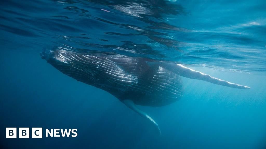 Whale graveyard dating back five million years discoveredThe Indian Ocean site is "far beyond anything we had imagined", one researcher says.4 hrs agoScience & Environment Whale graveyard dating back five million years discoveredThe Indian Ocean site is "far beyond anything we had imagined", one researcher says.4 hrs agoScience & Environment