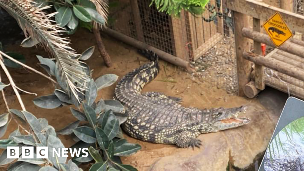 Boy, 3, was attacked by crocodile at zoo as man bailedPolice say the boy remains in a "critical but stable" condition in hospital. 57 mins agoCambridgeshire Boy, 3, was attacked by crocodile at zoo as man bailedPolice say the boy remains in a "critical but stable" condition in hospital. 57 mins agoCambridgeshire