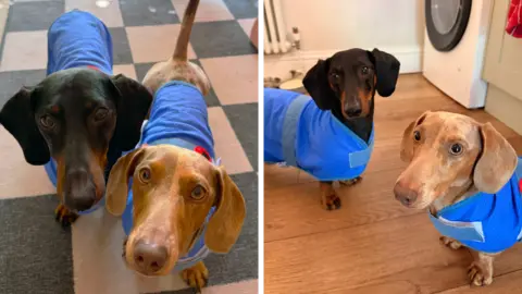 Annie Smith Split pic showing different angles of two dachshunds in blue cooling vests. 