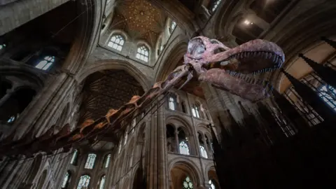 Tony Jolliffe/BBC News The neck and head of a Titanosaur skeleton cast is inside Peterborough Cathedral. The neck of the skeleton carries on, out of shot, towards the body of the animal round to the left of the picture and the head is on the right hand side. There are about twenty arches and windows of different sizes visible both above and below the skeleton at various levels. The Titanosaur's mouth is slightly open and its teeth are visible. The right eye socket of the dinosaur is lit and stands out in the photo. 