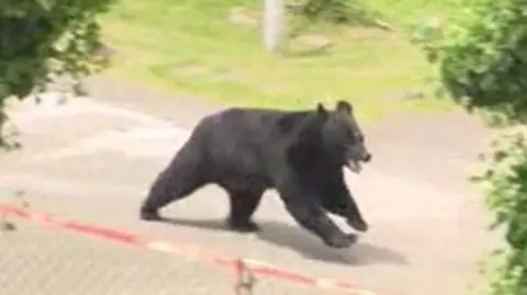 Reuters Grainy video capture of a black bear running inside an industrial compound in Japan after attacking four people