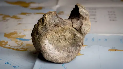 Tony Jolliffe/BBC News A fossilised dark brown, mottled bone is sitting on a map of Antarctica on a table. It is on a blue area of the map and areas of brown and white are behind it. The bone is a vertebrae with a round, concave, circular area facing the camera with a lump sticking up on the right hand side. Slightly further back a smaller lump is poking up on the left. There is a dip in between them. 