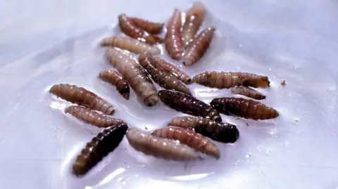 Reuters Multiple fly larvae in close-up