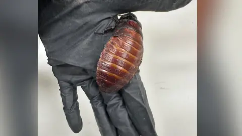 Supplied: DCCEEW A brown cockroach the size of the palm of a person's hand on a hand wearing a black glove