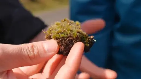 Gwyndaf Hughes/BBC A close-up picture of hand holding a clump of green moss with brown roots
