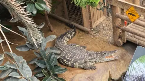 BBC A crocodile with its mouth open  in an enclosure near a wooden walkway going through the centre