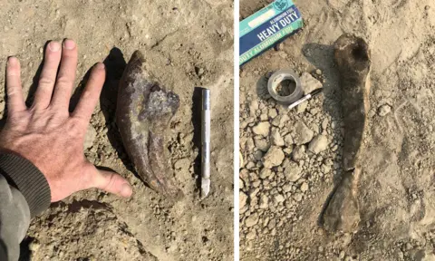 Sotheby's A composite image shows on the left a claw fossil next to someone's hand, splayed on the ground for size reference, and on the right a metatarsal fossil next to excavation tools on the ground.