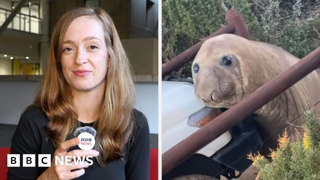 How a viral seal called Neil caused mayhem in AustraliaThe five-year-old elephant seal attracted global attention during his recent time ashore in southern Tasmania.7 hrs agoAustralia How a viral seal called Neil caused mayhem in AustraliaThe five-year-old elephant seal attracted global attention during his recent time ashore in southern Tasmania.7 hrs agoAustralia