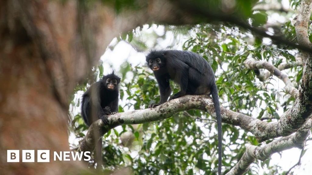 New monkey species with orange lips found 'hiding' in DR Congo forestScientists describe "amazing feeling" to look into the face of an animal that so few people knew existed.5 hrs agoAfrica New monkey species with orange lips found 'hiding' in DR Congo forestScientists describe "amazing feeling" to look into the face of an animal that so few people knew existed.5 hrs agoAfrica
