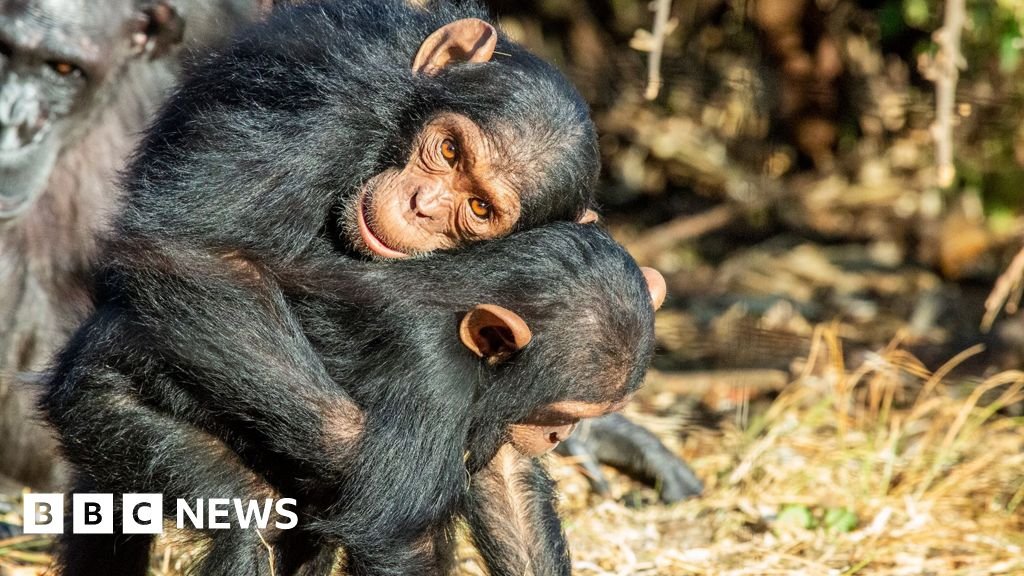 Great Apes kiss and cuddle to keep the peace, says studyHugging before stressful events may be an ancient way of building trust, say scientists studying apes.2 hrs agoAfrica Great Apes kiss and cuddle to keep the peace, says studyHugging before stressful events may be an ancient way of building trust, say scientists studying apes.2 hrs agoAfrica