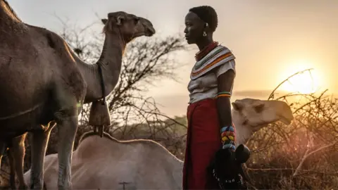 Getty Images Camels foraging on dried tree branches in northern Kenya