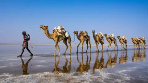Corbis via Getty Images A man in stripped top and sarong leading a caravan of camels carrying salt blocks through the Danakil Depression in Ethiopia's Afar region