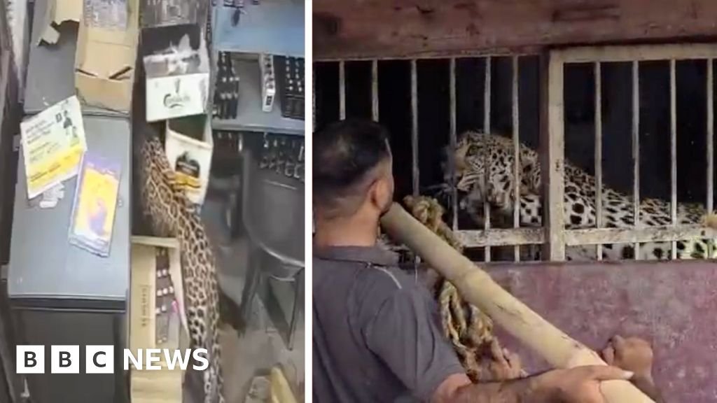 Liquor store employee narrowly escapes leopard attackAfter nearly five hours, officials captured the animal and it was later released back into the wild, local authorities confirmed.
1 hr agoAsia Liquor store employee narrowly escapes leopard attackAfter nearly five hours, officials captured the animal and it was later released back into the wild, local authorities confirmed.
1 hr agoAsia