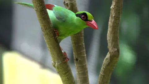 Chester Zoo A bright green magpie with a striking orange beak and jet-black feathers around its eyes peers at the camera while perched on a branch. 