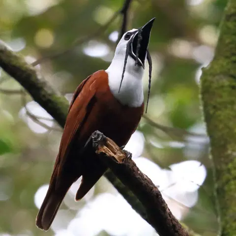 Vincent Médoc, ENES Bioacoustics Research Lab A songbird in a tropical forest perches in a tree with its peak open wide in song. It is a three-wattled bellbird, with a russet-orange coloured body, a bright white head, black eyes and black wattles - appendages dangling from its head. 