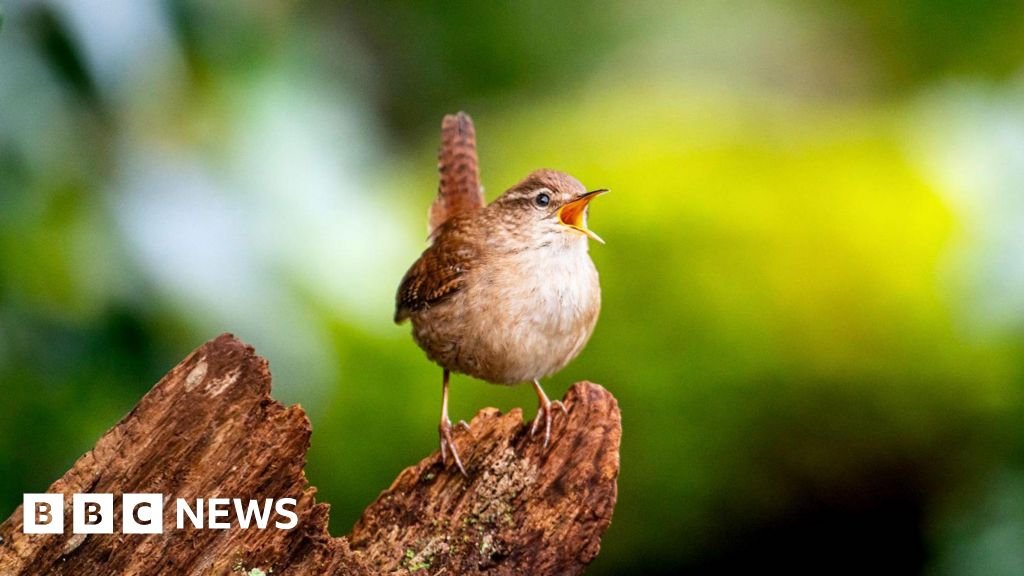 Scientists find building blocks of birdsong's 'spectacular diversity'A scientific study has revealed the acoustic secret that connects all birdsong – and it is surprisingly simple 1 hr agoScience & Environment Scientists find building blocks of birdsong's 'spectacular diversity'A scientific study has revealed the acoustic secret that connects all birdsong - and it is surprisingly simple 1 hr agoScience & Environment