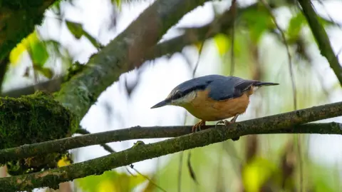 Victoria Gill A small, agile-looking songbird - with blue-grey wings and back, a peachy-orange chest and belly and a black flash across its eye - perches in a leafy tree. It is looking from right to left and appears to be about to take off. This is a Eurasian nuthatch.
