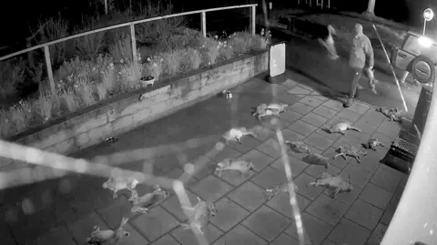 Crown Prosecution Service A black-and-white still frame from CCTV cameras outside the village shop in Broughton. Fne spider webs can be seen across the image, but behind them can be seen a man holding a rabbit or a hare in each hand and tossing them on to the paved area in front of the shop, where several dead animals are already lying. The man appears to be wearing a hood which is drawn tight over his face, so his identity isn't clear. Behind him, the tailgate of a 4x4 is open and the legs of another man can just be seen.