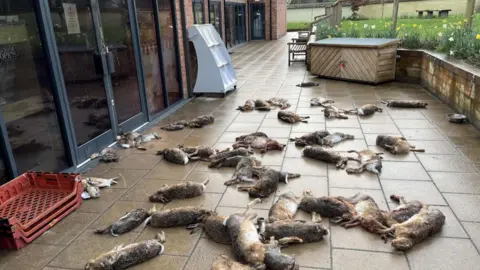 Crown Prosecution Service A paved area outside a modern building which houses the village community shop in Brought is covered in the bodies of dead hares and rabbits.