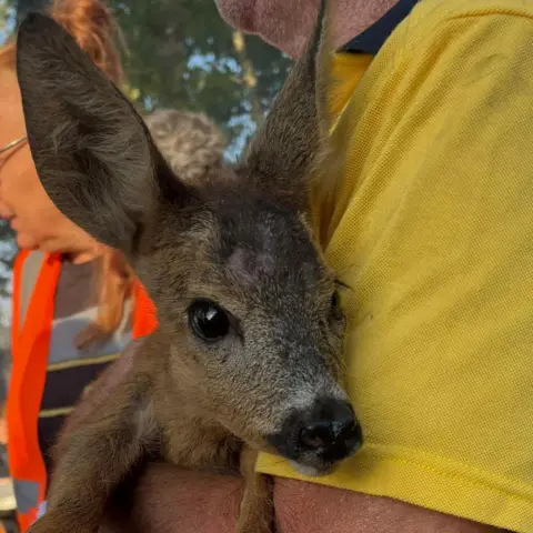 Mairie Le Porge/Facebook A baby roe deer is held by a volunteer from Wany the Pooh wearing a yellow T-shirt