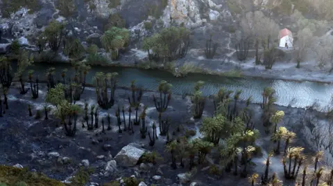 Reuters Charred remains of a palm tree farm on the Greek island of Crete