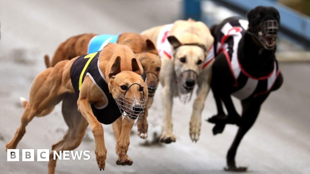 Greyhounds bound for Australia as New Zealand racing ban takes effectAt least two chartered flights carrying up to 150 greyhounds are set to fly to Australia's eastern states, the BBC understands.16 mins agoAustralia Greyhounds bound for Australia as New Zealand racing ban takes effectAt least two chartered flights carrying up to 150 greyhounds are set to fly to Australia's eastern states, the BBC understands.16 mins agoAustralia