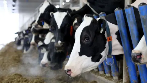 Bloomberg via Getty Images A line of black and white Holstein cows stick their head through blue gates to eat hay in a barn at a dairy farm.
