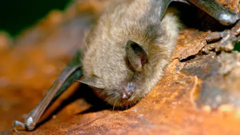 MyLoupe/Universal Images Group via Getty Images Little Brown Bat roosting on tree bark.