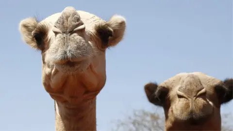 Reuters A close-up of a camel on the left with what looks like pursed lips as it arrives at at watering point during a drought near the Kenya-Ethiopia border. To the right out of focus is another camel.