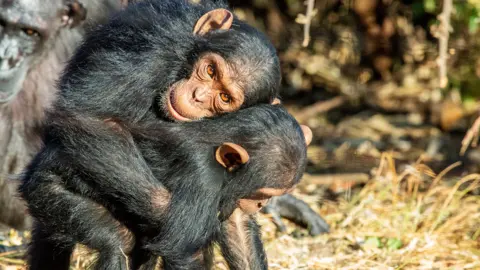 Jake Brooker / Chimfunshi Wildlife Orphanage Trust Embrace between Little Jake and Little Joey, two juvenile male chimpanzees in a forested sanctuary