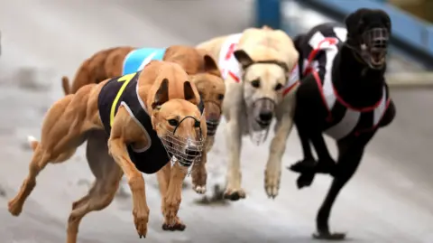 Phil Walter/Getty Images Greyhounds race at the Manukau Stadium during the Stars of Manukau 2000 - 2010 race meeting on June 21, 2026 in Auckland, New Zealand. 
