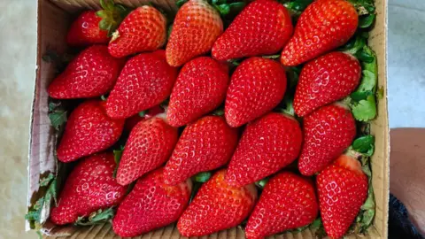 Krishan Bhilare Large red strawberries in a box. 