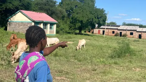 Wycliffe Muia / BBC A young girl points across a grassy field in Kaliluni primary where several cows are grazing, with school buildings and large trees in the background