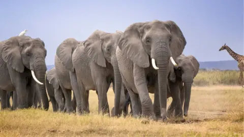Getty Images A family of elephants walking together with a giraffe to the right crossing in background in Amboseli National Park - 2025