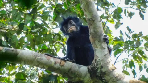 Junior Amboko The image shows a newly discovered species of monkey looking down towards the camera from the branch of a leafy tree, in the forests of the Democratic Republic of Congo. The monkey has black fur and a black face with particularly striking pinkish-orange lips. 