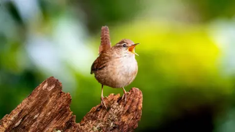 Clément Cornec/ENES Bioacoustics Research Lab A European wren - a small, brown, speckled bird with a white chest appears to sing its heart out in the sunshine. It's beak is wide open with song and its short, squared off tail sticks upward as it perches on a log.