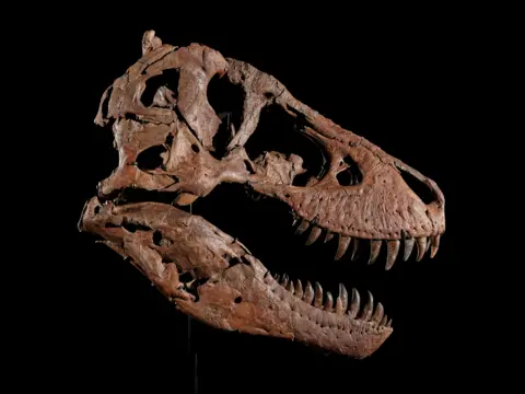 Matthew Sherman A T. rex skull brown in colour against a black backdrop. The mouth is slightly ajar. 